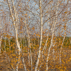 trees young birches