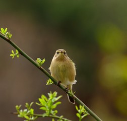 Common chiffchaff bird  on bush branch and looking attentively