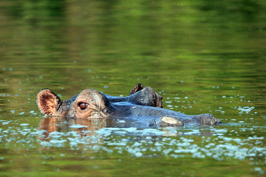 Hippopotamus (Hippopotamus Amphibius) in the Water, looking over the Surface. Lake Mburo, Uganda