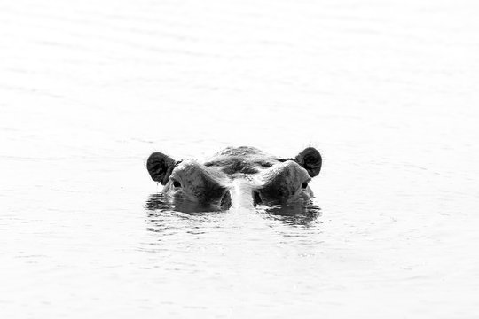 Hippopotamus (Hippopotamus Amphibius) in the Water, looking over the Surface. Black and white picture. Lake Mburo, Uganda