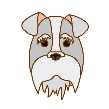 schnauzer dog face icon over white background. colorful design. vector illustration