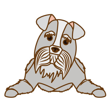 schnauzer dog icon over white background. colorful design. vector illustration
