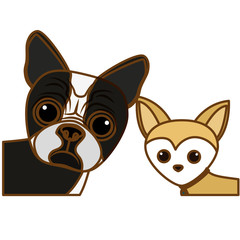 cute bulldog and chihuahua dogs icon over white background. colorful design. vector illustration
