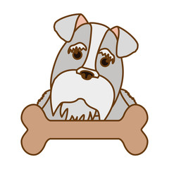 schnauzer dog icon over white background. colorful design. vector illustration