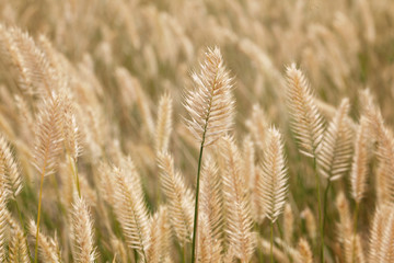 Stalk of Wheat