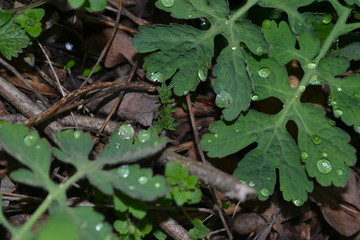 Plants