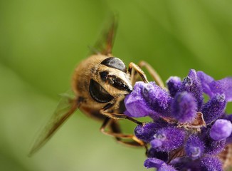 Biene auf Lavandel