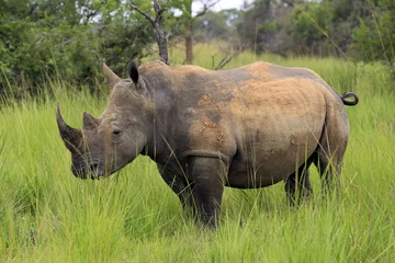 Papier Peint photo Lavable Rhinocéros Rhinocéros blanc (Ceratotherium simum). Randonnée sur les rhinocéros au sanctuaire de rhinocéros de Ziwa, en Ouganda