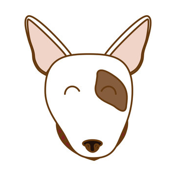bull terrier dog face icon over white background. colorful design. vector illustration