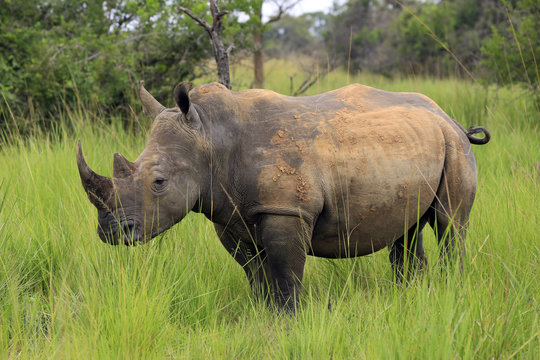 White Rhino (Ceratotherium simum). Rhino Trekking in Ziwa Rhino Sanctuary, Uganda