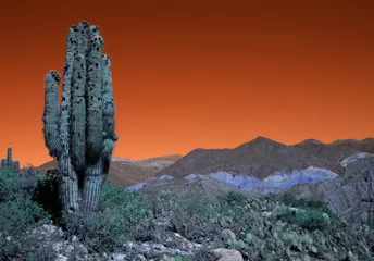 Aluminium Prints Red 2 Cactus landscape in Argentina