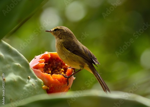 quot small phylloscopus bird on prickly pear and ready to eat quot small phylloscopus bird on prickly pear and ready to eat