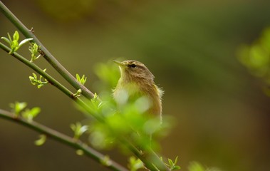 Common chiffchaff bird  on bush branch and looking attentively