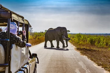 Keuken foto achterwand Zuid-Afrika Zuid-Afrika. Safari in Kruger National Park - Afrikaanse olifanten (Loxodonta africana)