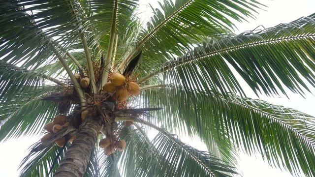 Green coconut at tree. Coconuts on a palm tree on a sunny day.4K video.