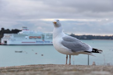 Une mouette étonnée sur la digue de Saint-Malo