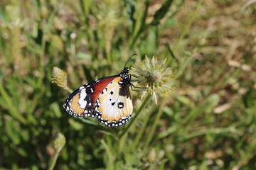 Plain Tiger in the northern Territory of Australia
