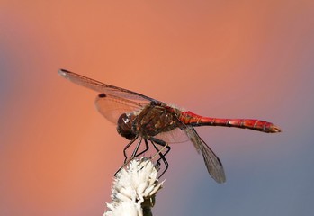 Libelle 