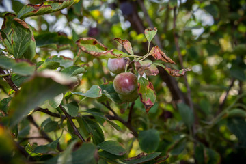 Plums growing at a farm