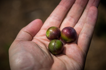 Plums growing at a farm
