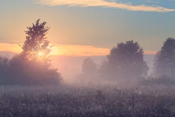 Fototapeten Nebelhafter Frühlingsmorgen auf der Wiese © PixieMe