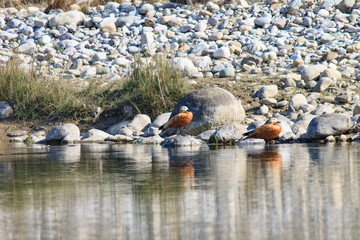 Fototapeta premium Ducks