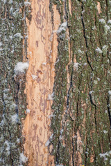 background texture of a tree bark with melting snow