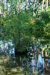 Дерево в воде © butus