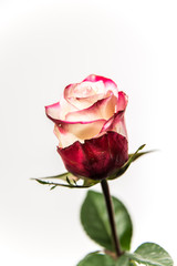 Pink and White Rose