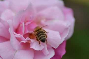Bee Butt