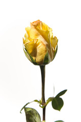 Yellow Rose