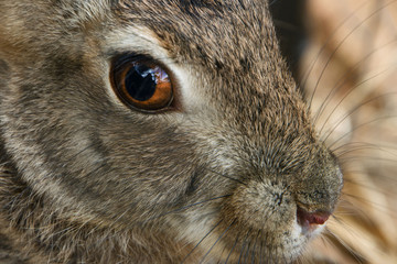 Scrub Hare