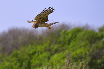 Northern Harrier