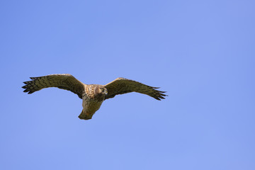 Northern Harrier