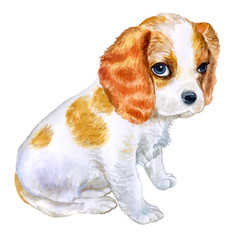 Watercolor portrait of English Blenheim-colored Cavalier King Charles Spaniel breed dog isolated on pink background. Hand drawn sweet pet. Realistic look. Greeting card design. Clip art. Add text - 133576890
