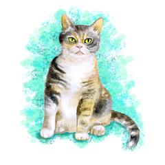 Watercolor portrait of rare exotic American wirehair cat isolated on turquoise background. Hand drawn detailed sweet home pet. Bright colors, realistic look. Greeting card design. Clip art. Add text
