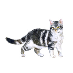 Watercolor portrait of rare exotic American wirehair cat isolated on beige background. Hand drawn detailed sweet home pet. Bright colors, realistic look. Greeting card design. Clip art. Add your text - 133577023