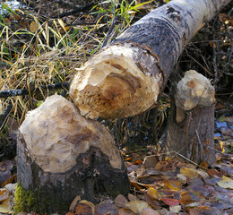 Tree felled by beavers.