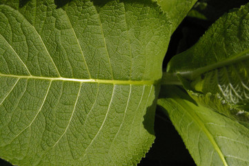 Large green leaf.