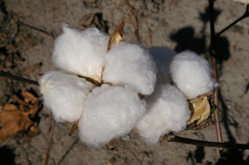 North Carolina cotton.
