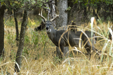 white tail buck