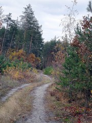 Лесная тропа © butus