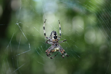Spider hanging in its web.