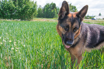 Dog german shepherd and grass around in a summer