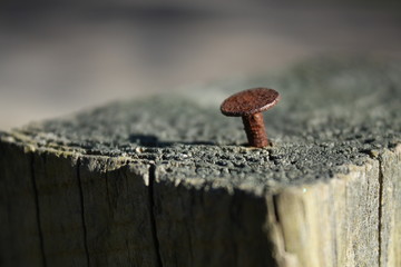 Rusty nail sticking out of fence post.