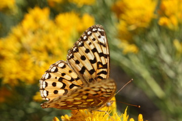 Butterfly on flower.