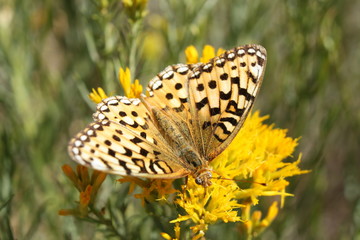 Butterfly on top of flower.