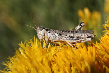 Fototapeta premium Grasshopper on top of flower.