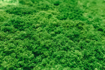 green moss for background texture, decorated wall