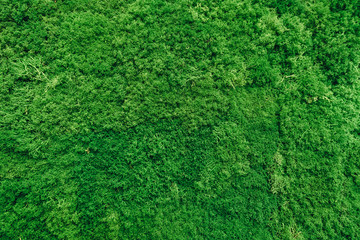 green moss for background texture, decorated wall